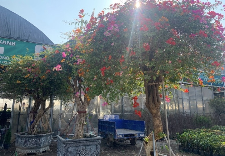 Đây là những cây cây hoa giấy nhập khẩu từ Thái Lan về, do thổ nhưỡng Việt Nam không thể trồng được. Ảnh: VTCNews.