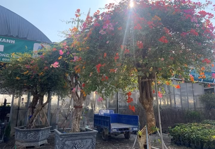 Đây là những cây cây hoa giấy nhập khẩu từ Thái Lan về, do thổ nhưỡng Việt Nam không thể trồng được. Ảnh: VTCNews.