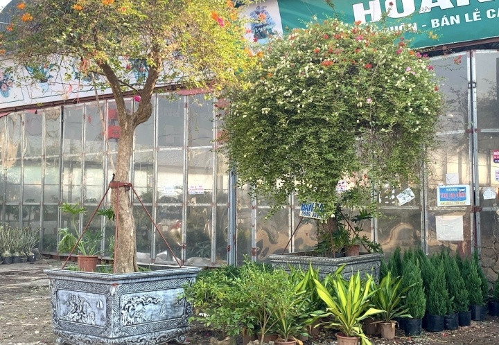 Trên cây hoa giấy có tới 5 màu, tuổi thọ hàng chục năm, thân phát triển to như cây cổ thụ, và tán lá xoè rộng. Ảnh: VTCNews.
