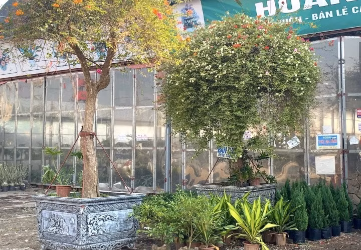 Trên cây hoa giấy có tới 5 màu, tuổi thọ hàng chục năm, thân phát triển to như cây cổ thụ, và tán lá xoè rộng. Ảnh: VTCNews.