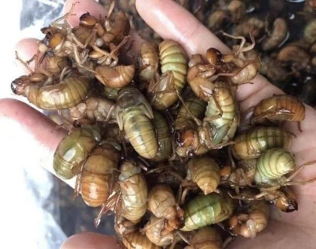 Ve sầu ăn được là những con ve vừa lột xác. Ve sầu chế biến xong vừa bùi vừa giòn, béo ngậy, lại thơm thơm mùi sữa. Ảnh: Internet