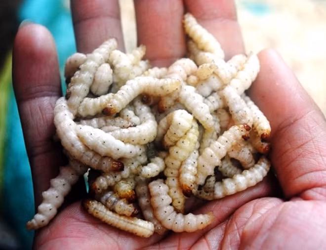 Nhìn bên ngoài, sâu tre dài cỡ 2 đốt ngón tay, màu trắng ngần. Khác với sâu chít, sâu tre béo ngậy hơn và thường để chế biến các món ăn. Ảnh: Vietnamnet