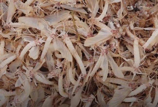 Sau khi đưa lên khỏi mặt sông, thương lái xúm lại mua cho bằng hết, đầu mùa vờ vờ có giá lên tới 500.000 đồng/kg, còn bình thường có giá 250.000-300.000 đồng/kg. Ảnh: Dân Việt