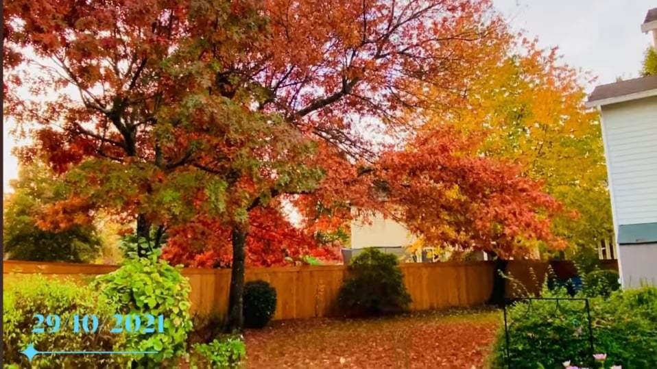 Vườn nhà nam ca sĩ trồng nhiều cây phong đỏ.