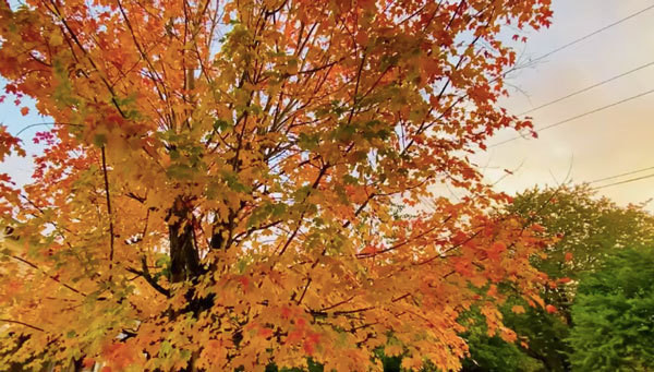 Dịp này là mùa phong thay lá rụng khắp khu vườn nhà Mạnh Quỳnh.