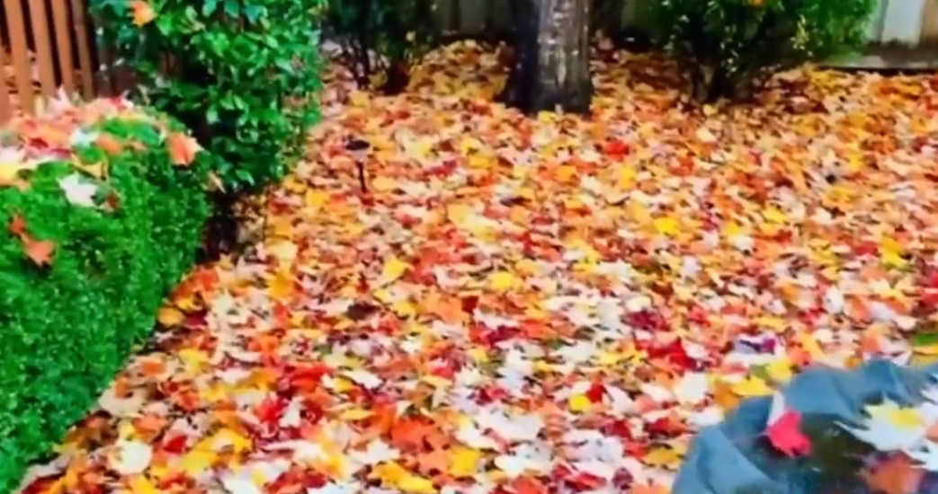 Lá vàng phủ đầy một góc vườn.