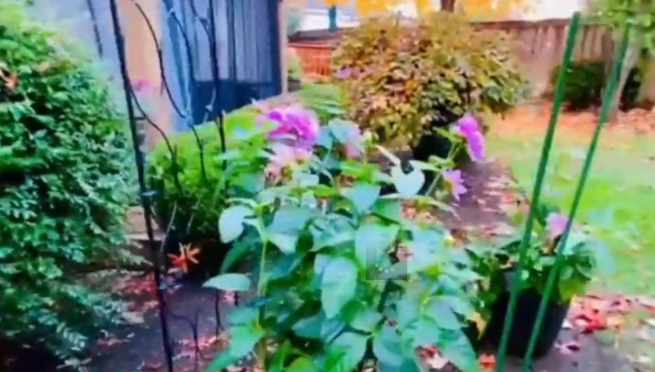 Bên cạnh đó, Mạnh Quỳnh còn trồng một số cây ăn quả và nhiều loại hoa tự trồng trong vườn. Nguồn ảnh: chụp màn hình