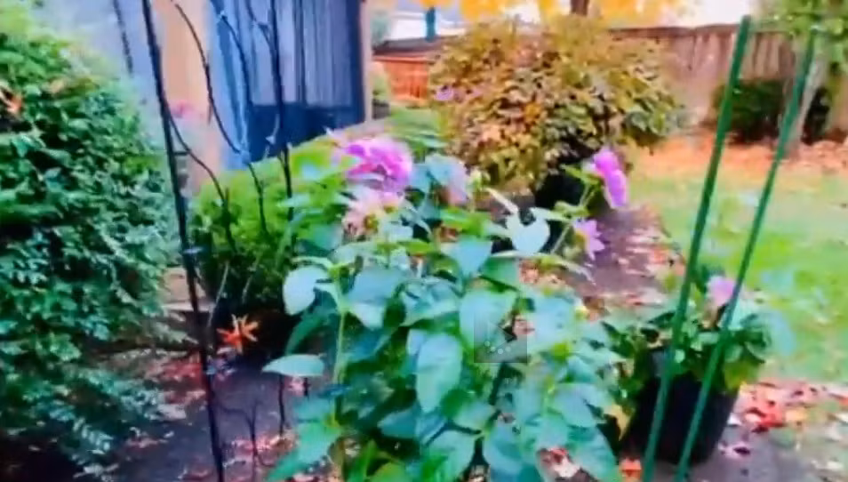 Bên cạnh đó, Mạnh Quỳnh còn trồng một số cây ăn quả và nhiều loại hoa tự trồng trong vườn. Nguồn ảnh: chụp màn hình