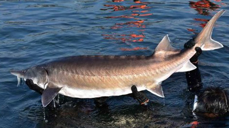 Hơn thế, để một con cá tầm trưởng thành hoàn toàn về khả năng sinh sản cần từ 8 tới 20 năm. Mỗi con có thể đẻ tới nghìn quả trứng trong một đợt nhưng xác suất chỉ duy nhất một con sống sót tới tuổi trưởng thành. Ảnh: CNN