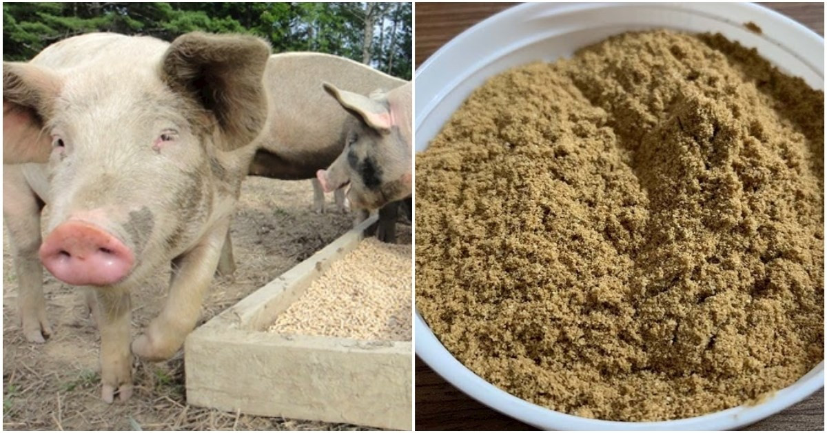 Còn tại Việt Nam, từ xưa cám gạo trong quá trình xay xát sẽ đem cho lợn, gà, cá... ăn. Nhiều gia đình ở quê còn đem cho cám gạo vì nhà không nuôi con vật nào. Ảnh: Internet