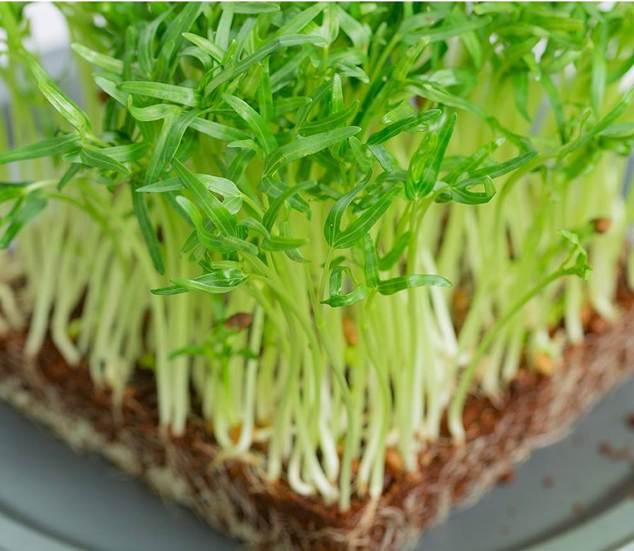 Mầm rau muống gieo trồng trong 6 -7 ngày có thể thu hoạch. Mầm rau muống ăn có vị ngọt và mát, chứa nhiều chất xơ và vitamin thích hợp cho người ăn kiêng giảm béo. Ảnh: Nong trai tai gia