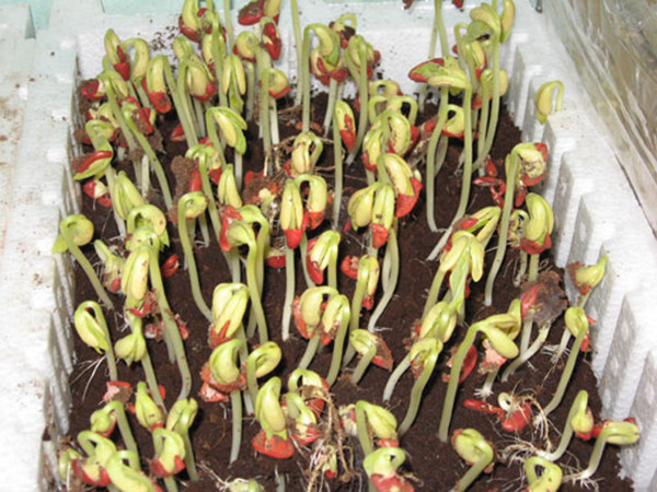 So với đậu xanh, rau mầm đậu đỏ, đậu đen có thời gian thu hoạch sẽ lâu hơn tầm 4 – 5 ngày nhưng cây lại to và giòn hơn. Ảnh: Internet