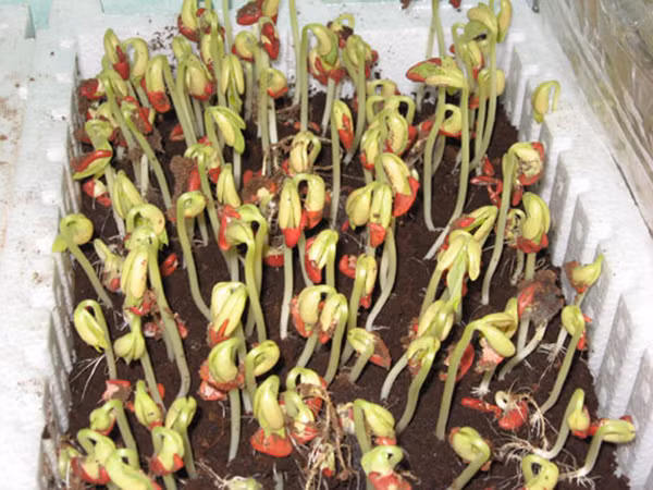 So với đậu xanh, rau mầm đậu đỏ, đậu đen có thời gian thu hoạch sẽ lâu hơn tầm 4 – 5 ngày nhưng cây lại to và giòn hơn. Ảnh: Internet