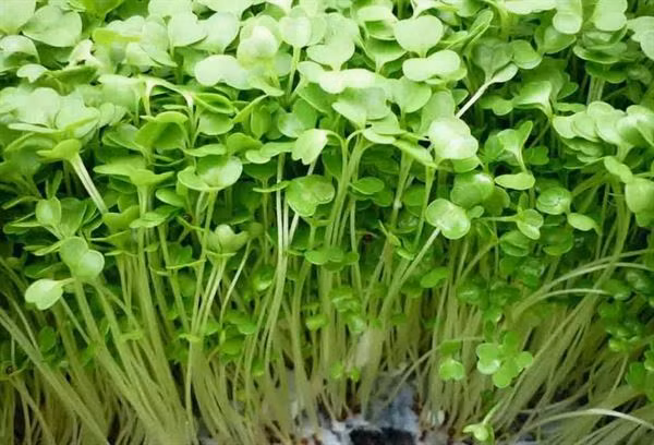 Gia rau tang phi ma: hoc ngay nhung loai rau mam de trong tai nha