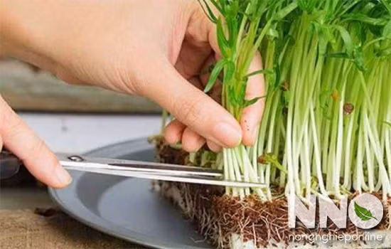 Để thu hoạch rau muống mầm, hãy cắt bỏ phần rễ chỉ lấy phần thân mầm và lá mầm để ăn. Sau khi thu hoạch tốt nhất nên ăn rau mầm trong 24 giờ. Ảnh: NNO