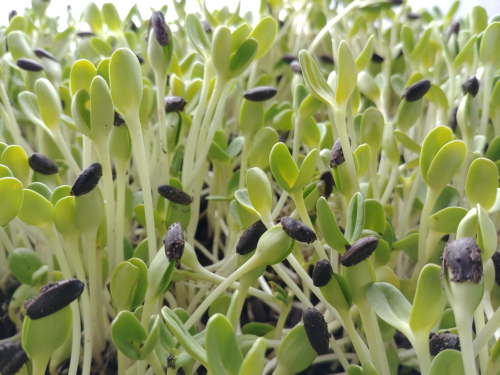 Rau mầm hướng dương giàu đạm nhưng lại dễ tiêu hóa. Với mầm hướng dương, bạn có thể làm các món salad cho thực đơn trong ngày. Ảnh: Internet