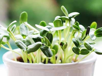 Rau mầm hướng dương có vị béo béo giòn giòn đặc trưng. Nên chọn hạt giống chuyên để trồng rau mầm có nguồn gốc rõ ràng. Ảnh: Internet