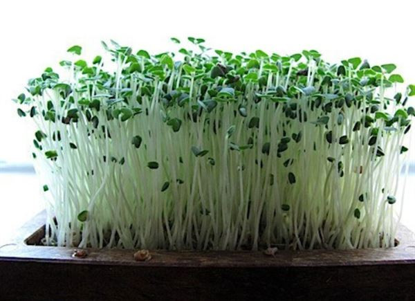 Hơn nữa, thời gian thu hoạch rau mầm họ cải chỉ từ 2- 5 ngày. Ảnh: Riff