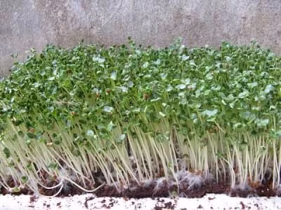 Rau mầm hạt chia có thể trồng bằng nước, khăn giấy hoặc giá thể. Ảnh: Nongnghieppho