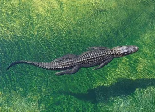 Nguoi dan ong suyt mat canh tay vi tuong nham ca sau that la mo hinh nhua