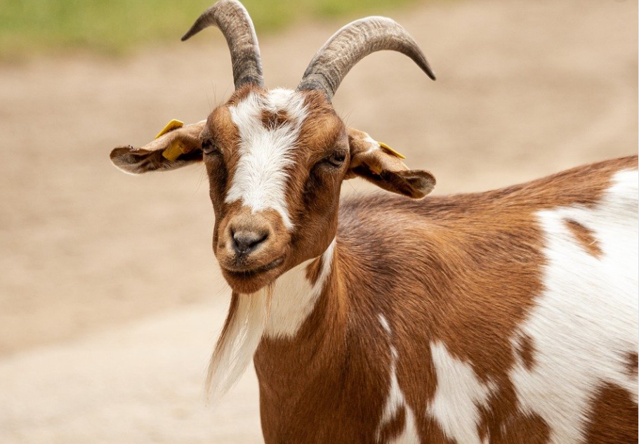 10 ngay nua thoi, 3 con giap co phuc co phan, lam dau trung do