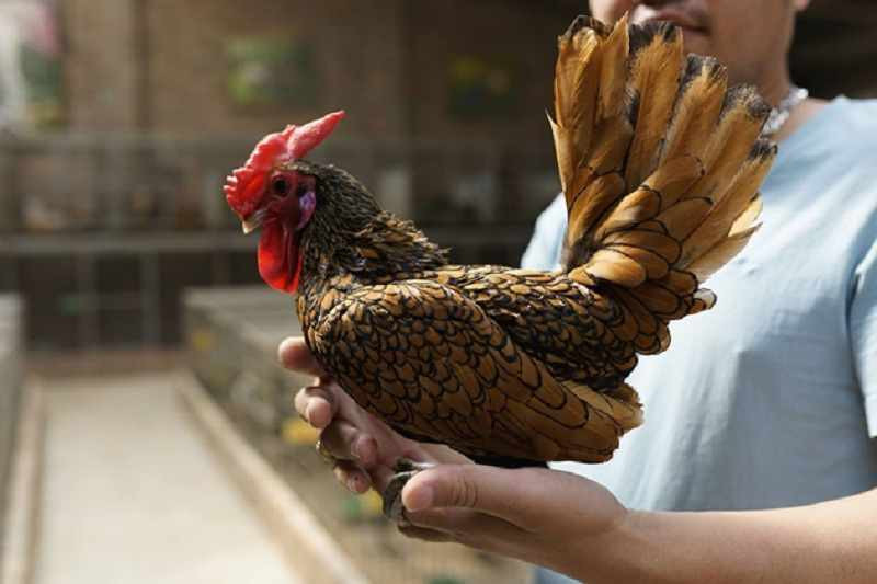 Đáng chú ý, giống gà này có trọng lượng rất nhỏ. Một con gà trưởng thành có cân nặng chỉ dao động từ 600-800gram. Ảnh: Vui