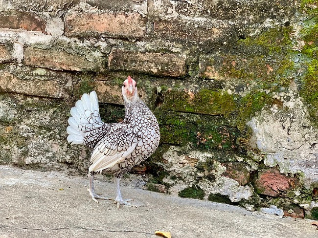 Trung bình, gà giống 1 tuần tuổi có giá khoảng 1,5 triệu đồng/con. Còn đối với gà trưởng thành thì rơi vào khoảng 5-10 triệu đồng/cặp gà bố mẹ. Ảnh: Dân Việt