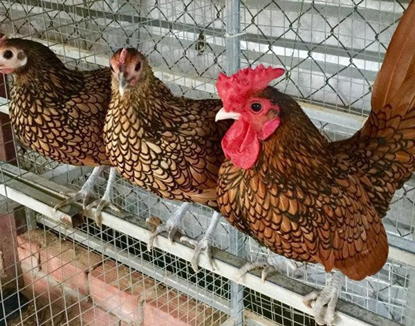 Gà vảy cá có 2 màu lông phổ biến là trắng bạc và vàng đồng. Ảnh: Lao động