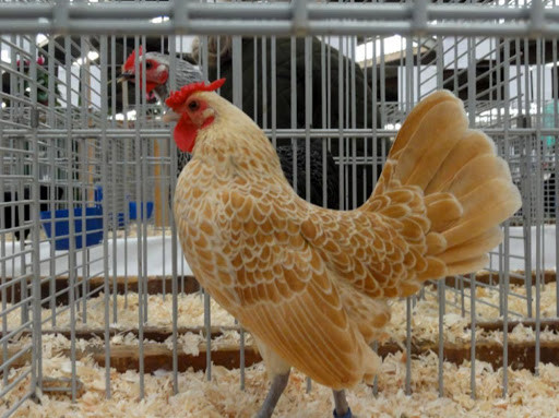 Có nguồn gốc từ nước Anh, gà vảy cá nổi bật bởi bộ lông đẹp, với những lớp lông xếp tầng lên nhau như những lớp vảy cá. Ảnh: Gacanhtuancuong