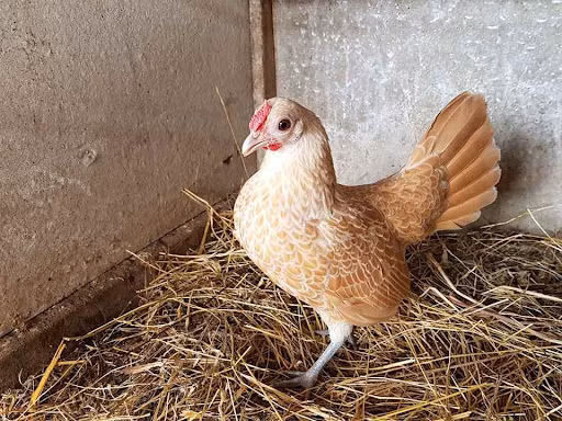 Là giống gà quý nhưng để nhân giống được những con gà có màu lông đẹp, sắc nét không đơn giản. Vì thế, ở nước ta, loại gà này rất khan hiếm và luôn trong tình trạng cháy hàng. Ảnh: GatreTanchau