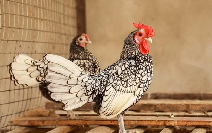 Theo giới chơi gà cảnh, đây là giống gà quý còn được ví như “mỹ kê” trong các loại gà. Ảnh: Dân Việt