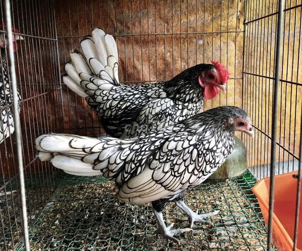 Muốn mua chơi Tết, nhiều khách phải đặt hàng trước đó cả tháng mới có. Ảnh: Internet