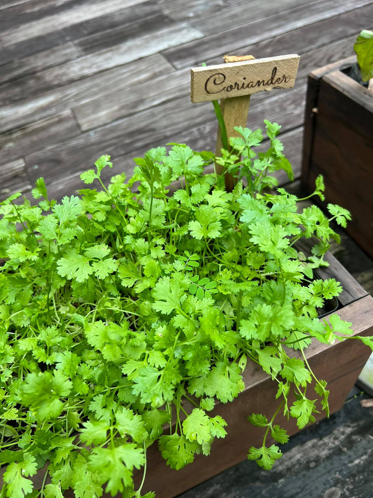 Theo hình ảnh "ngọc nữ" đăng tải, có thể thấy diện tích khu vườn nhà Tăng Thanh Hà không quá rộng.