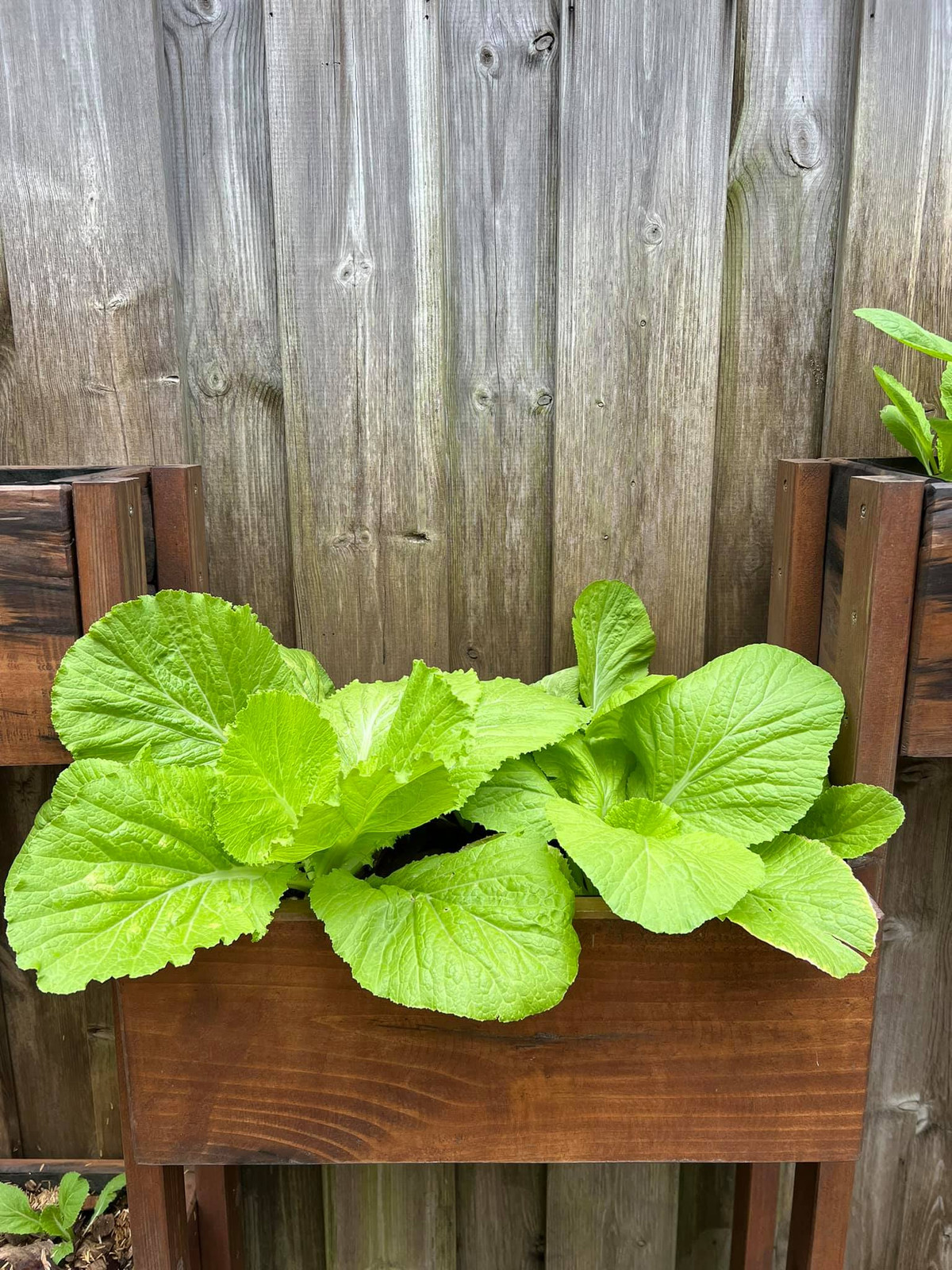 Rau cải xanh non mơn mởn.