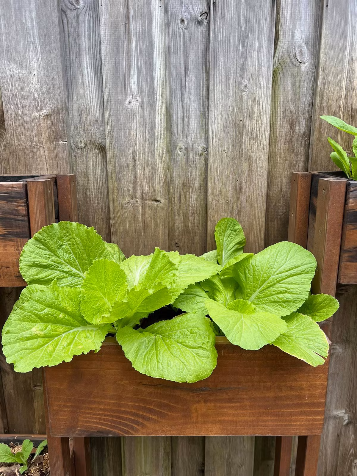 Rau cải xanh non mơn mởn.