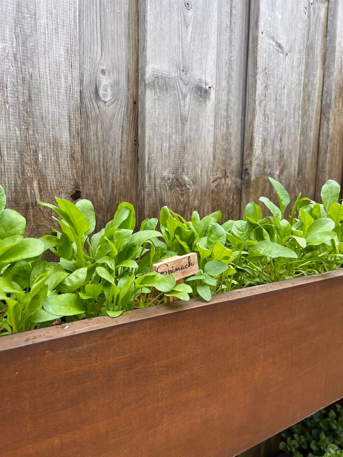 Dù trồng trong chậu, các loại rau vẫn phát triển tốt và xanh mướt.