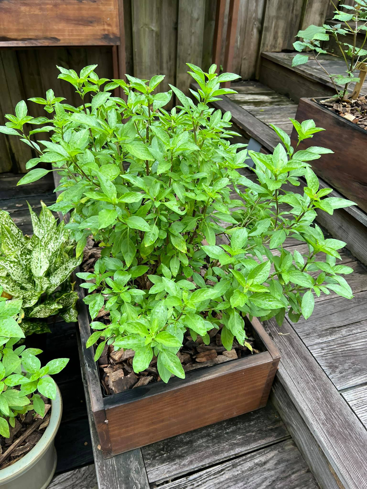 Trong vườn có đủ các loại rau gia vị.