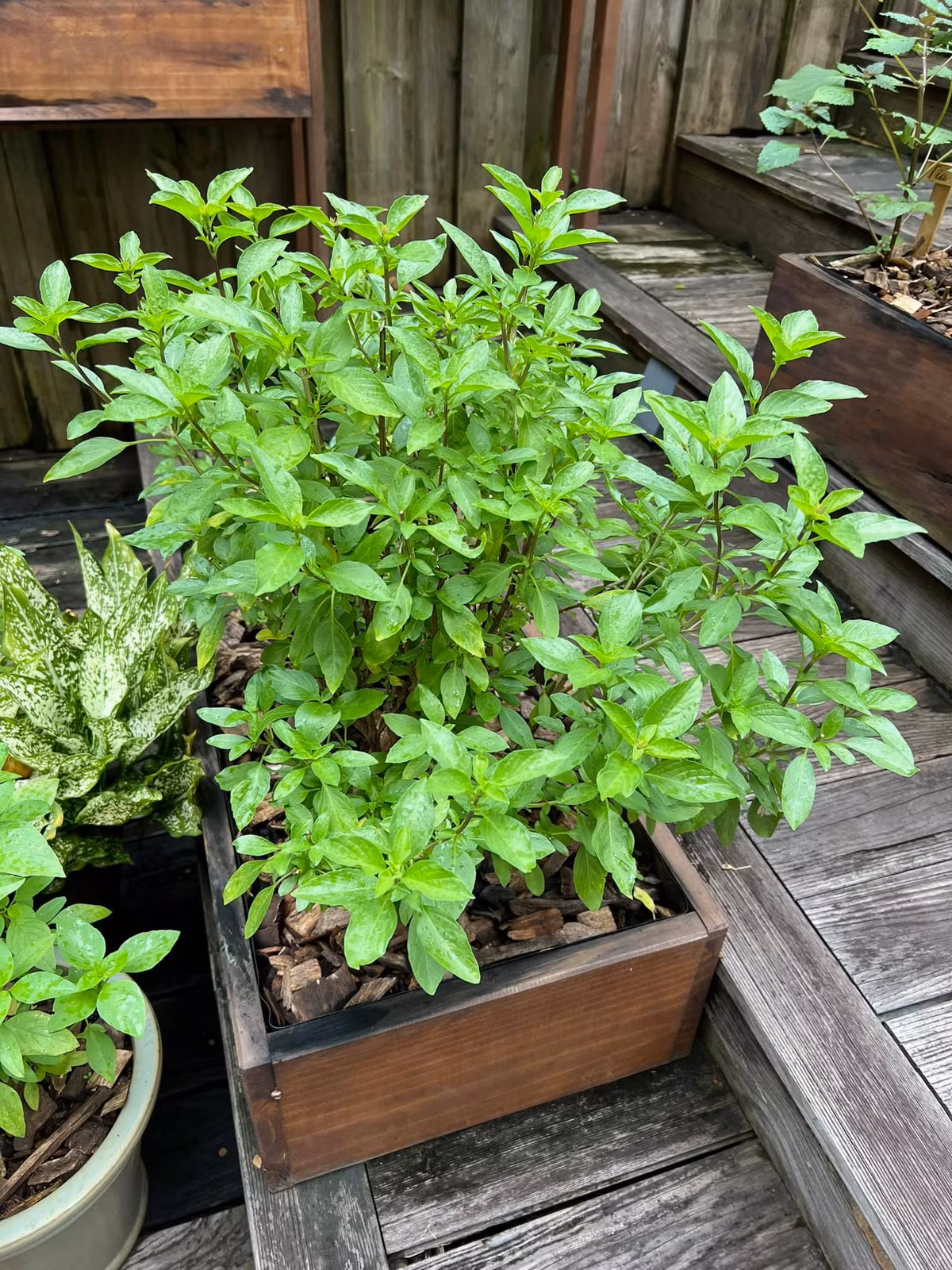 Trong vườn có đủ các loại rau gia vị.