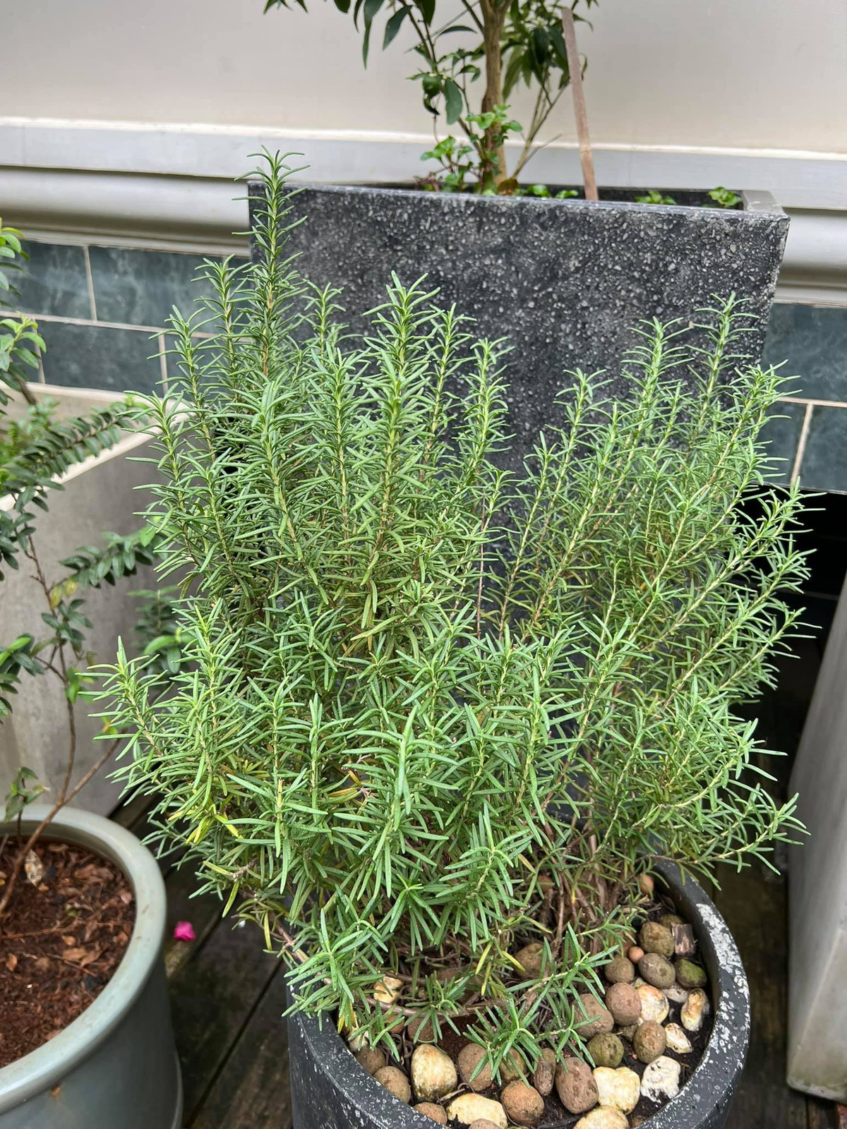 Nhiều khán giả không tiếc lời khen ngợi dành cho Hà Tăng vì "mát tay" trong việc trồng cây.