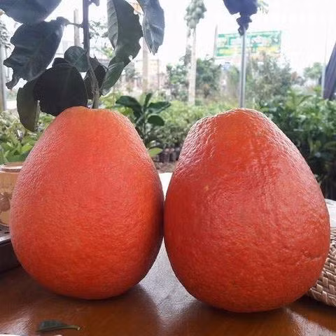 Trên thị trường, bưởi đỏ có giá khoảng 200.000 đồng/quả. Gần Tết Nguyên đán, giá có thể lên tới 250.000 - 300.000 đồng/quả. Ảnh: Facebook