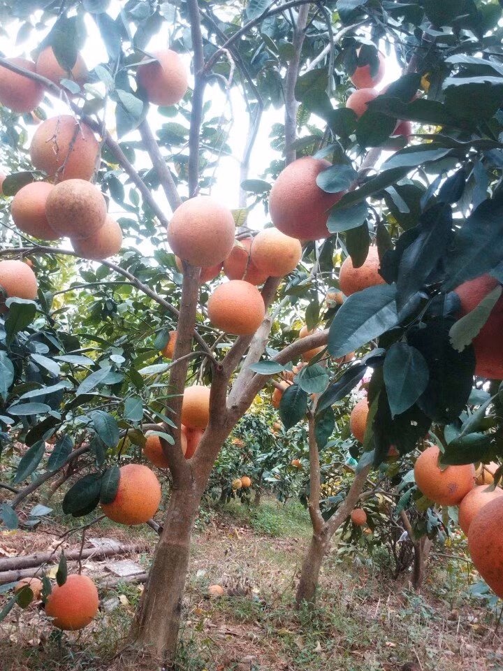 Bưởi đỏ hay còn gọi bưởi Luận Văn trồng tại làng Luận Văn, xã Thọ Xương, Thanh Hoá. Ngày nay, bưởi đỏ được nhân giống tại các xã Xuân Bái, Xuân Trường...(Thọ Xuân, Thanh Hoá). Ảnh: Giongcaytrong