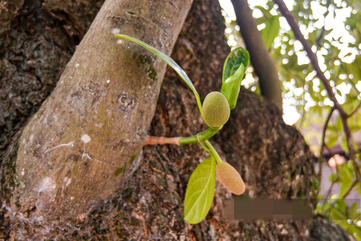 Dù đã hơn 500 tuổi song cây mít cổ thụ vẫn đâm chồi xanh mơn mởn, kết trái đều mỗi mùa. Ảnh: Dân Việt