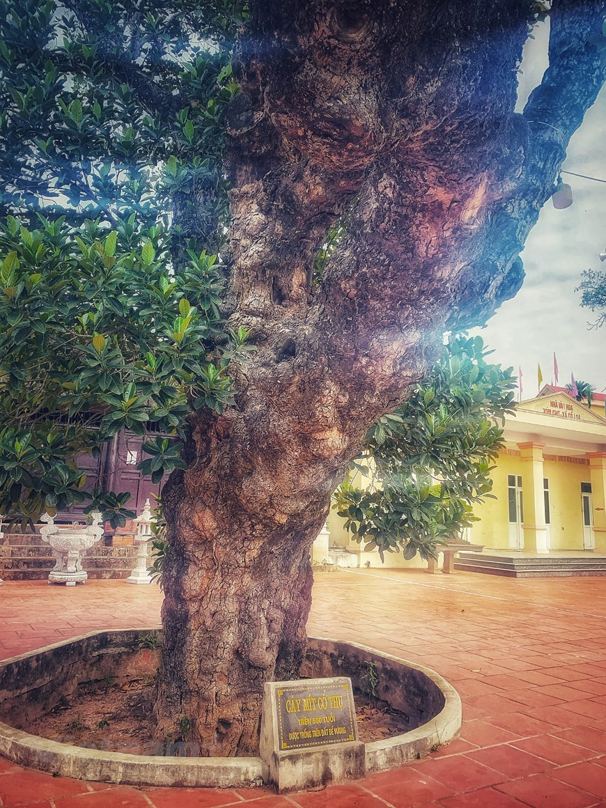 Cây mít cổ thụ này do người làng Cổ Loa 'trồng trên đất Đế Vương' xưa. Ảnh: Vietnam+