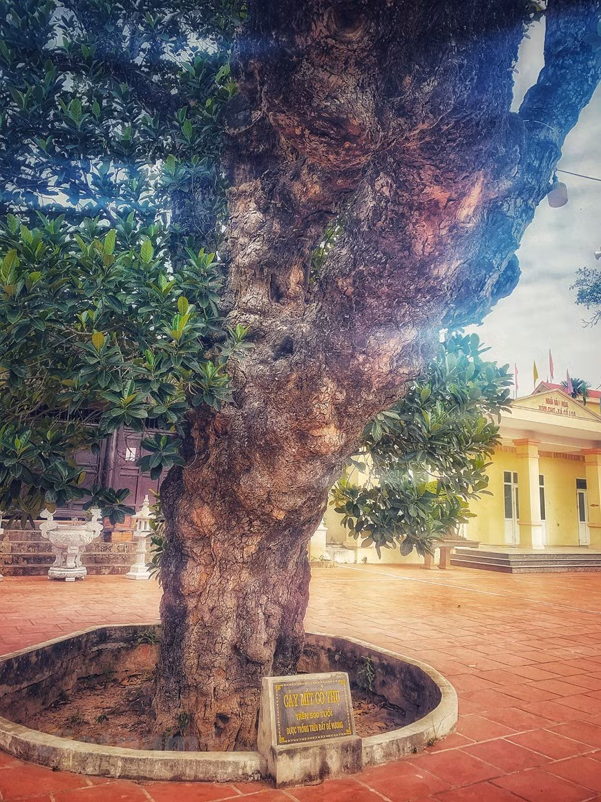 Cây mít cổ thụ này do người làng Cổ Loa 'trồng trên đất Đế Vương' xưa. Ảnh: Vietnam+