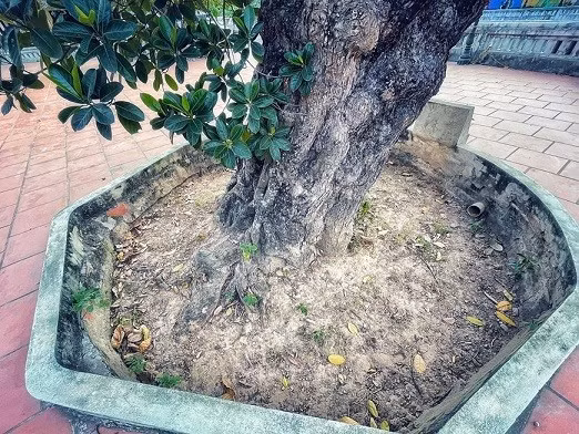 Dưới gốc cây nổi lên những cái rễ lớn, ngoằn ngoèo, uốn lượn. Ảnh: Vietnam+