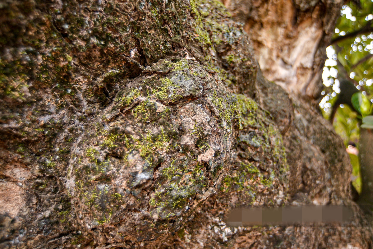 Vỏ cây màu nâu mốc, nứt ra từng mảnh nhỏ cho thấy dấu ấn thời gian của cây mít cổ. Ảnh: Dân Việt