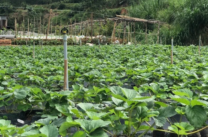 Sau gần một năm trồng, Thịnh đã nhân giống lên 7.000 cây dâu Bạch Tuyết trong vườn, với chi phí 70 triệu đồng. Ảnh: Dân trí