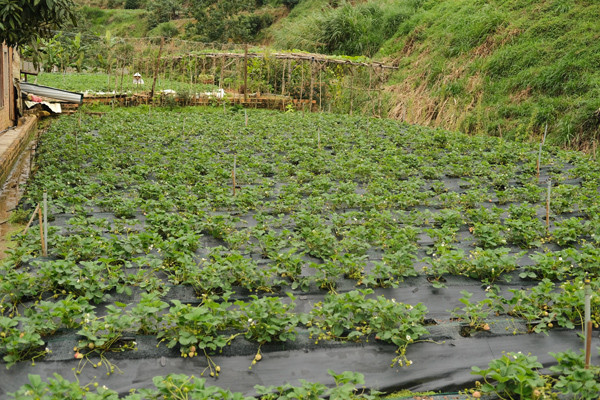Trong quá trình trồng rau hữu cơ, Thịnh trồng thêm dâu tây Nhật trong nhà kính. Năm ngoái, được bạn tặng 40 gốc dâu Bạch Tuyết, Thịnh bắt tay vào trồng thử nghiệm. Ảnh: Dân Việt