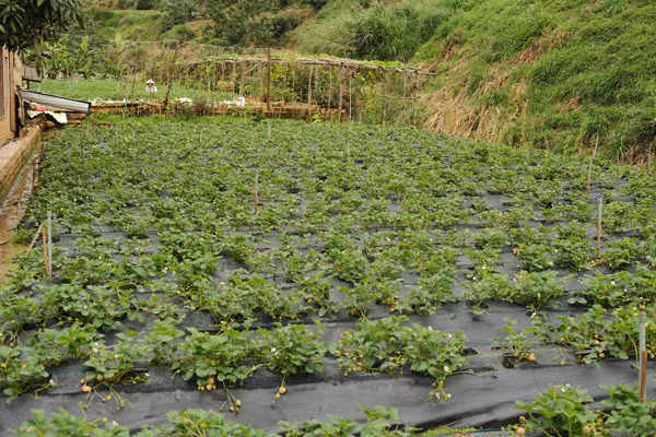 Trong quá trình trồng rau hữu cơ, Thịnh trồng thêm dâu tây Nhật trong nhà kính. Năm ngoái, được bạn tặng 40 gốc dâu Bạch Tuyết, Thịnh bắt tay vào trồng thử nghiệm. Ảnh: Dân Việt