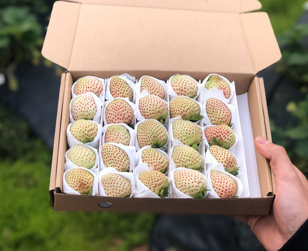 Cả tháng nay khi Đà Lạt chuyển nắng, cứ hai ngày chàng thanh niên 9X thu hoạch 1,5-2 kg quả đẹp với giá dao động từ 700.000 – 1 triệu đồng/kg. Ảnh: Dân Việt